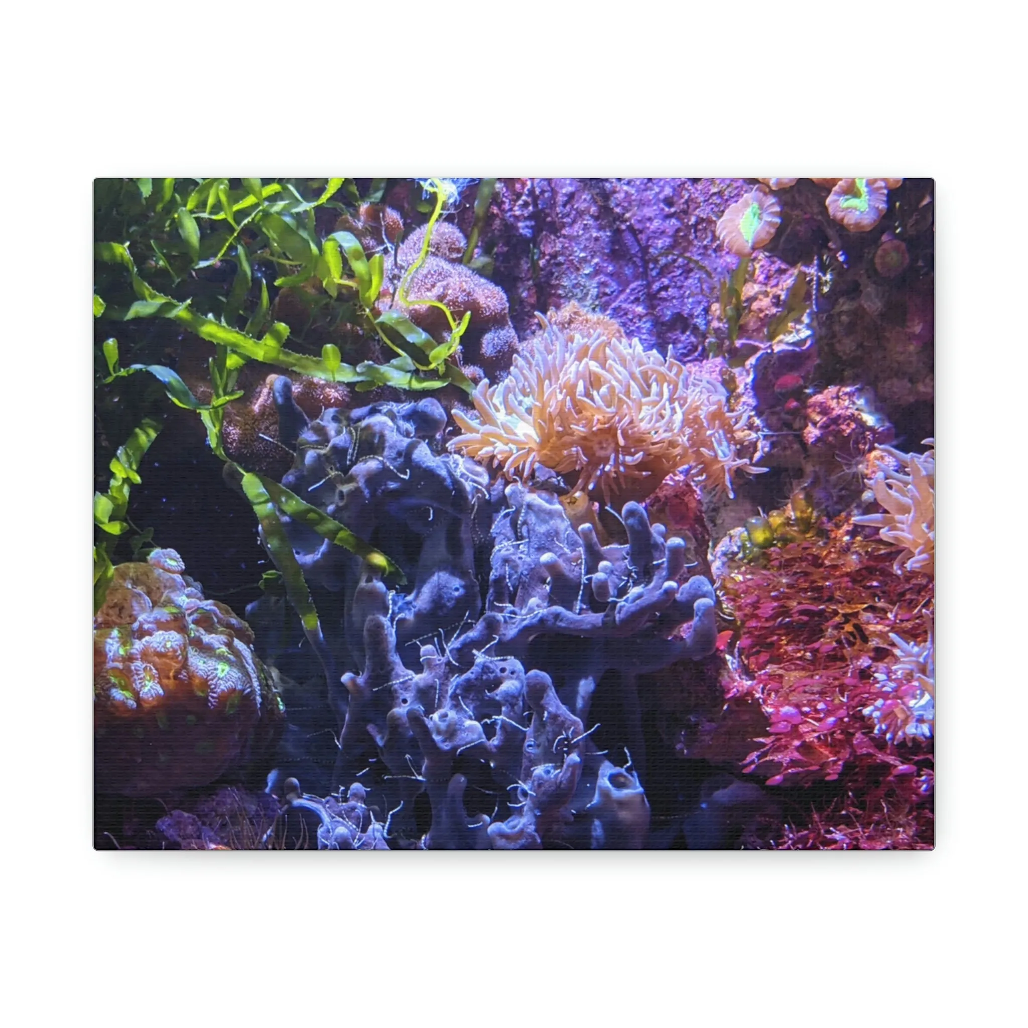 Aquarium Coral Stretched Canvas