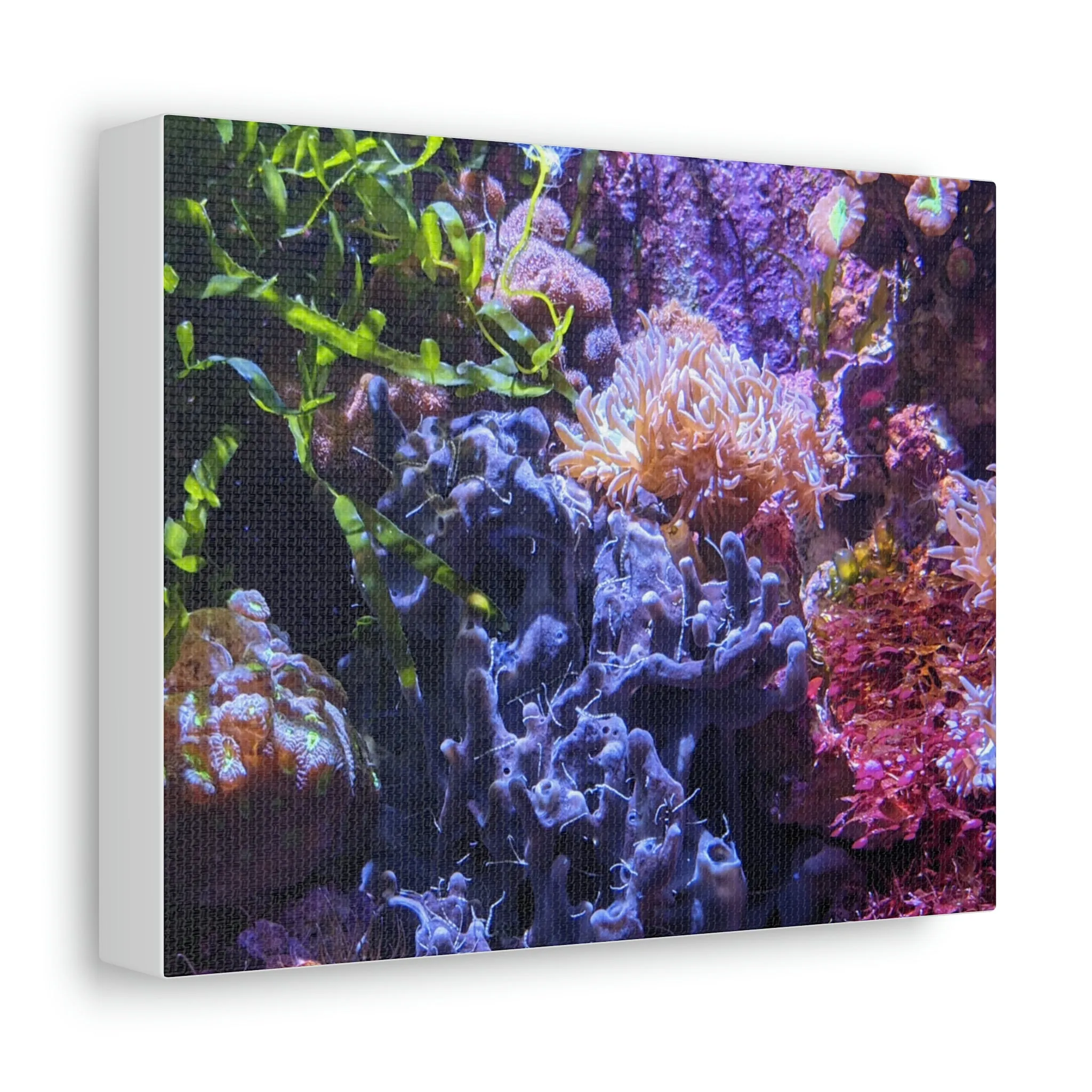 Aquarium Coral Stretched Canvas