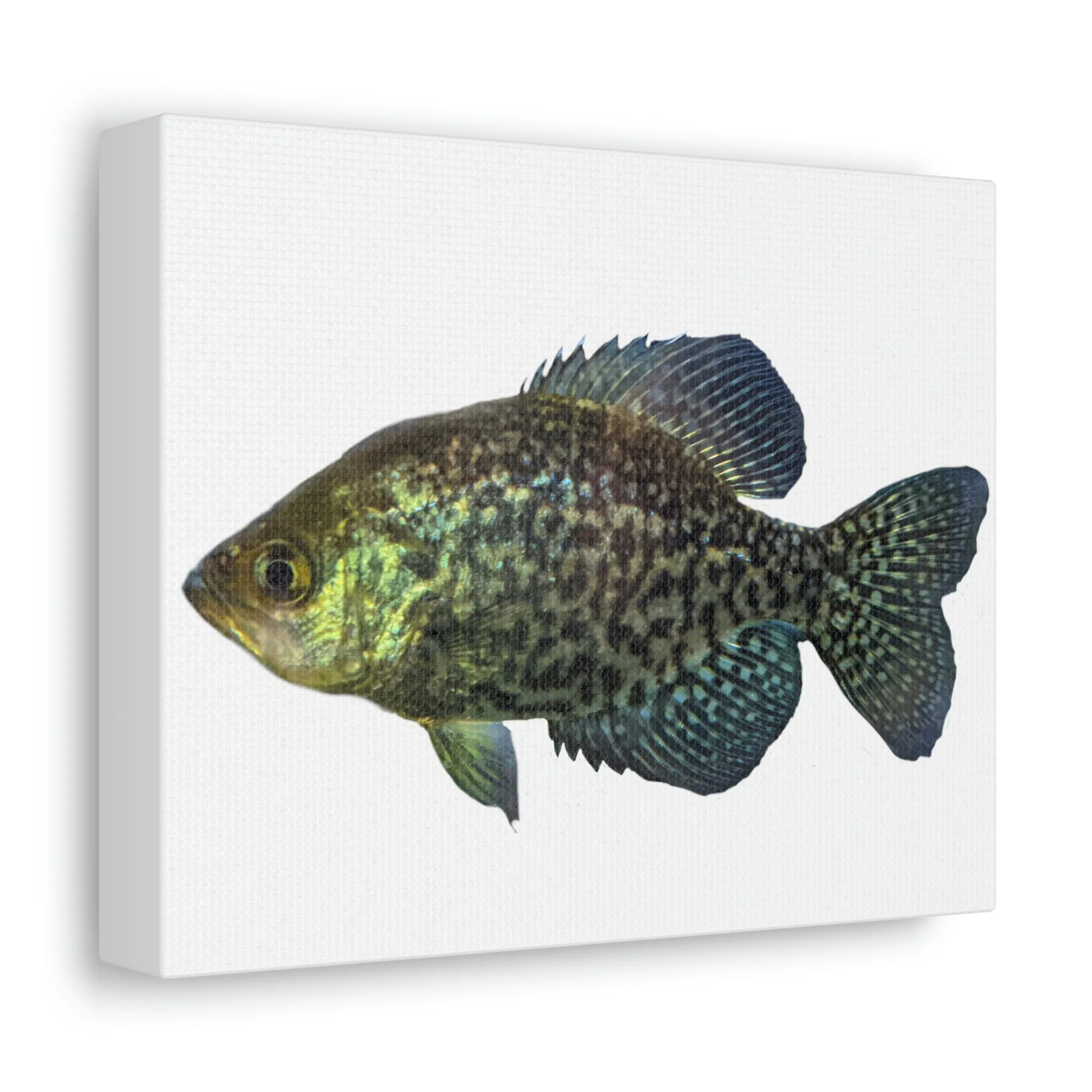 Golden Fish Stretched Canvas