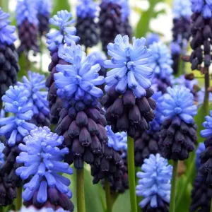 Muscari latifolium