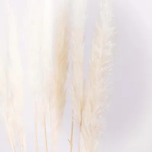 Natural Dried Tail Reed