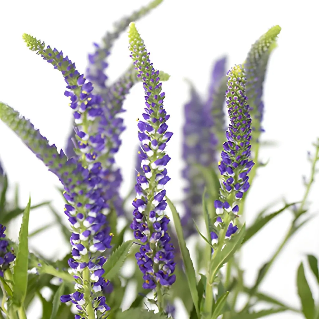 Purple with Blue Hues Veronica Flowers