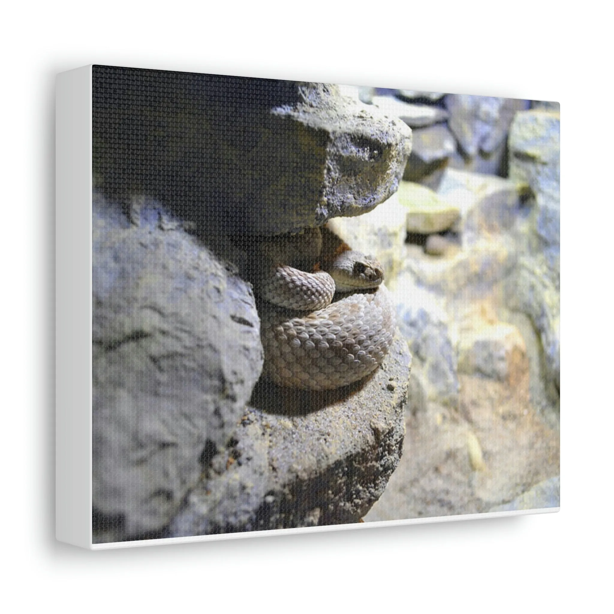 Snake Stretched Canvas